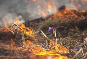В Брянской области за прошедшую неделю пожарные более 140 раз тушили горящую траву 